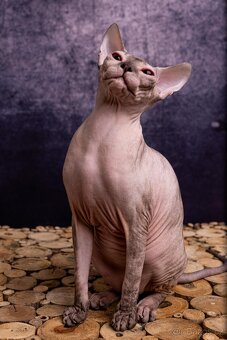 Koťata Donský Sphynx s PP - 16
