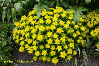 Trvalky, okrasné rostliny - 16