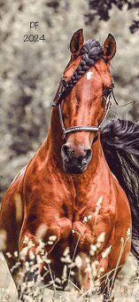 Lusitano hřebec PSL narozen 13.4. 2025 - 16