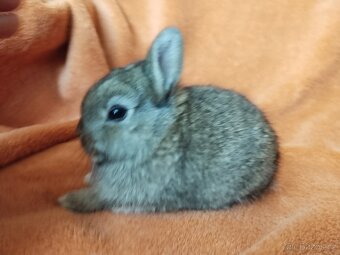 Zakrslý králík beránek, lvíček, králíček uši nahoru - 16