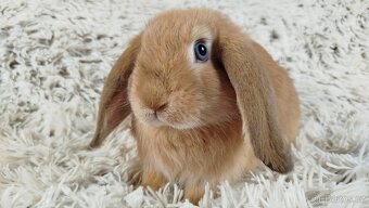 Zakrslý beránek, králíček, králík - RIKI - 16