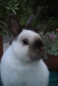 Zakrslý králík siamský žlutý s rodokmenem - 16