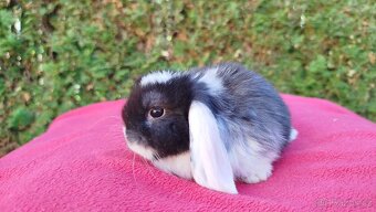 Zakrslý beránek, králíček, králík - ELIŠKA - 16