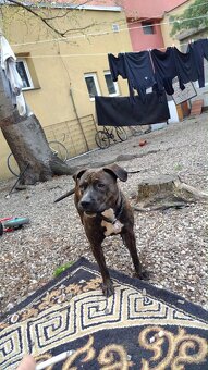 štěňátka Pitbull x Stafordšírský teriér - 16