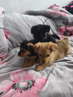 Jorkšírský teriér x pinč - 16