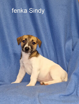 Jack russell terier - 16