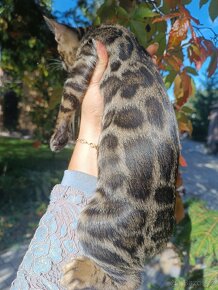 PŘEDBĚŽNÁ REZERVACE LUXUSNÍ Bengálská stříbrná koťáta s PP - 16