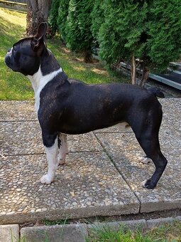 Bostonský teriér s PP - 16