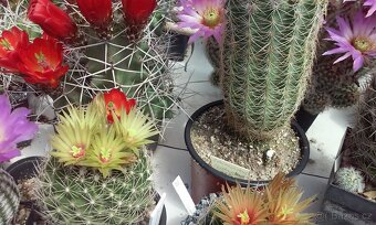 Kaktusy - mrazuvzdorné opuncie - 16