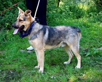 HAKIM K ADOPCI - 3 ROKY, KRÁSNÝ,PŘÁTELSKÝ,HRAVÝ - 16