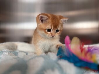 Luxusní zlata britská koťata s PP pro chov - 16