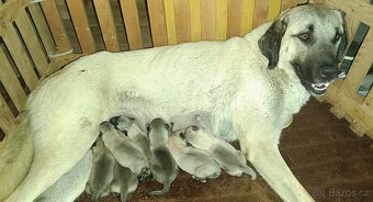 Kangalský pastevecký pes- štěňátka s pp - 16