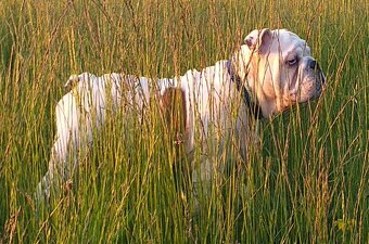 Anglický buldog na prodej. - 16