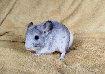 ČINČILA,ČINČILKA,ČiNČILKY - FABIO - 16