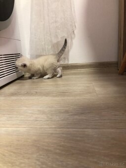 Čistokrevná britská krátkosrstá koťata po rodičích s PP - 16