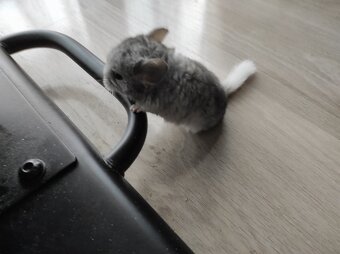 Činčila mládě samičky - 16