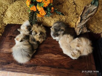 Teddy králíčci zakrslí dlouhosrstí - 16