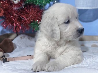 Zlatý retrívr - 16