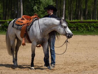 Klisna QH 2 roky - 16