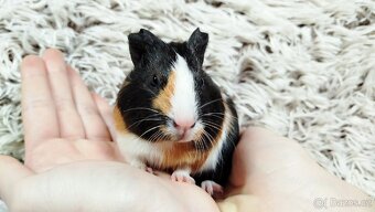 Morče, Morčata, Morčátko, MORČÁTKA -JUSTÝNA A JESSIE - 16