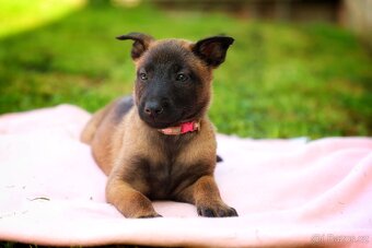 Belgický ovčák Malinois - 16