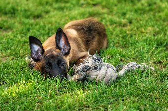 Belgický ovčák Malinois - 16