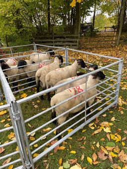 Plemenné beránky Suffolk - 16