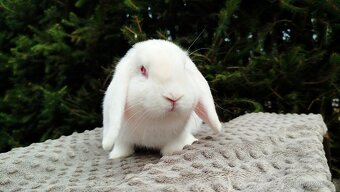 Zakrslý beránek, králík, králíček - WILLIAM - 16