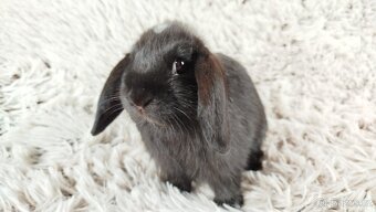 Zakrslý beránek, králíček, králík - ELLA - 16
