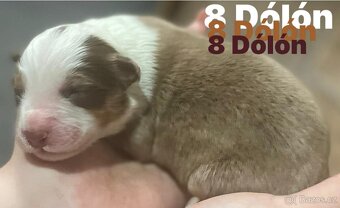 Border kolie s pp - 16