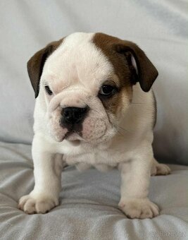 Anglicky Bulldog - 16