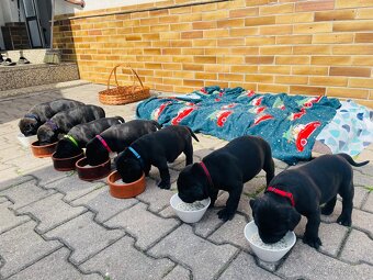 Cane Corso - 16