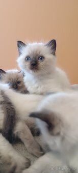 Ragdoll kotatka - 16