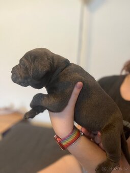 Štěně cane corso - 16