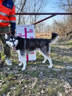ALONZO K ADOPCI - přátelský, milý, kontaktní - 16