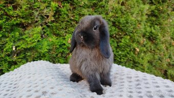 Zakrslý beránek, králíček, králík - PATRIK - 16