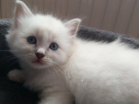 Kocourek Ragdoll ke krytí - 16