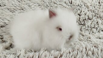 Zakrslý králík, králíček-(TEDDY)-HEIDY - 16