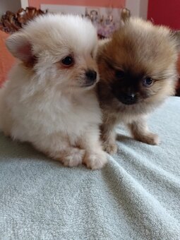 Pomeranian špic - 16