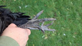 Kohouti Ayam Cemani, Cemanky, Cemanské slepice - 16