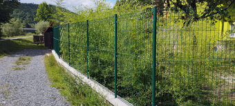 Obří mrazuvzdorný bambus phyllostachys, Vsetín - 16