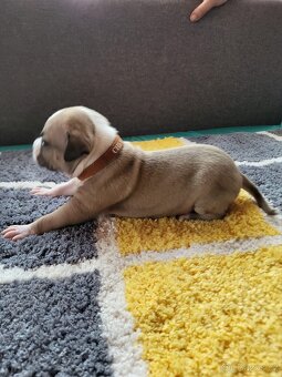 Americký stafordšírský teriér s PP - 16