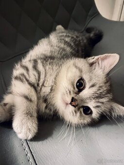 Britská koťata Whiskas - 16