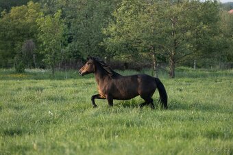 Huculská klisna, hucul, pony, malý kůň - 16