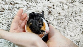 Morče, Morčata, Morčátko, Morčátka - JUSTÝNA A JESSIE - 16