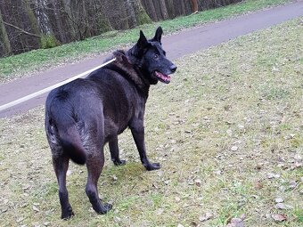 CONNIE K ADOPCI - nejvěrnější parťačka, mazel na N-tou - 16