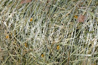 Prodej lučního sena - 16