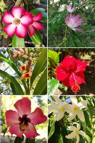 Hibiscus Paradise Roatan - 16