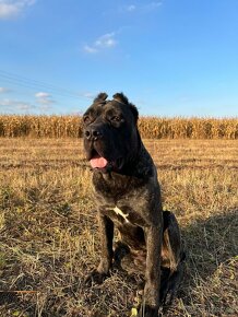 Výnimočné šteniatka americky bandog s rodokmenom k odberu - 16