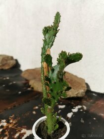 Sukulenty. kaktusy, tlustice, sansevierie, pokojové rostliny - 16